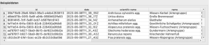 Screenshot einer Datentabelle, die die Spalten id, date, scientific name und name zeigt, und mehrer Zeilen mit entsprechenden Einträgen.