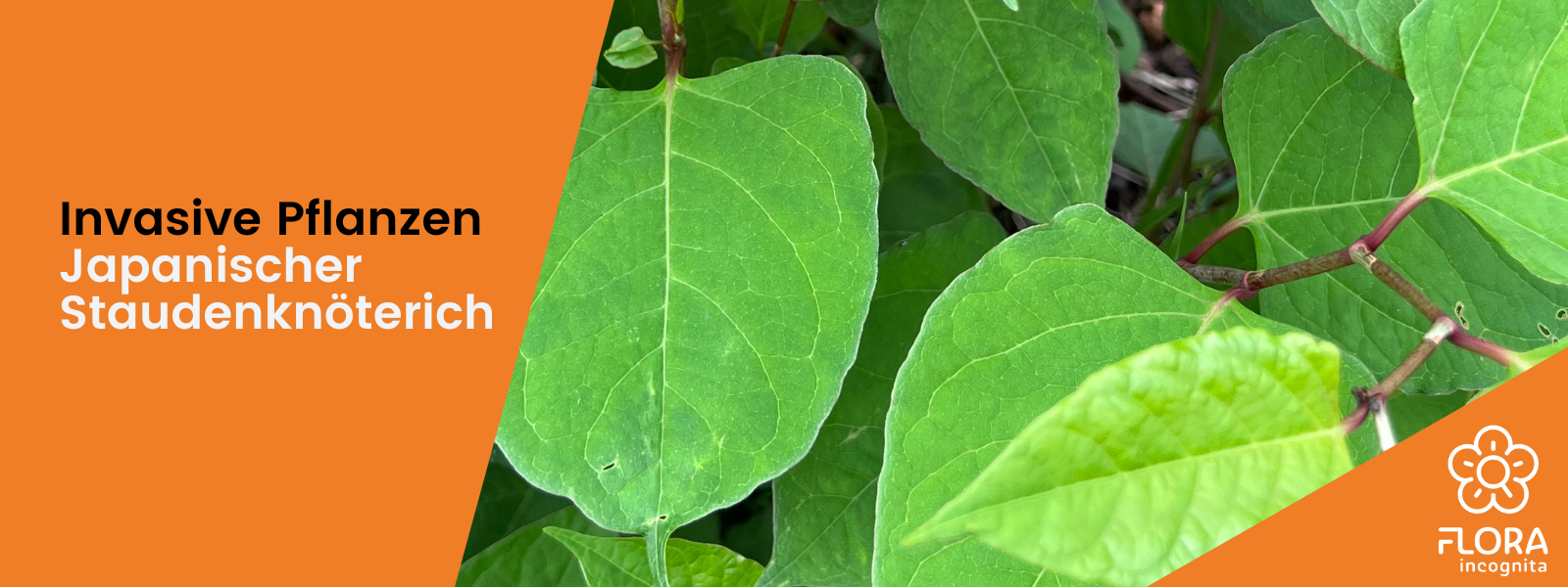 Invasive Pflanzen in Deutschland: Japanischer Staudenknterich  Flora  Incognita | DE