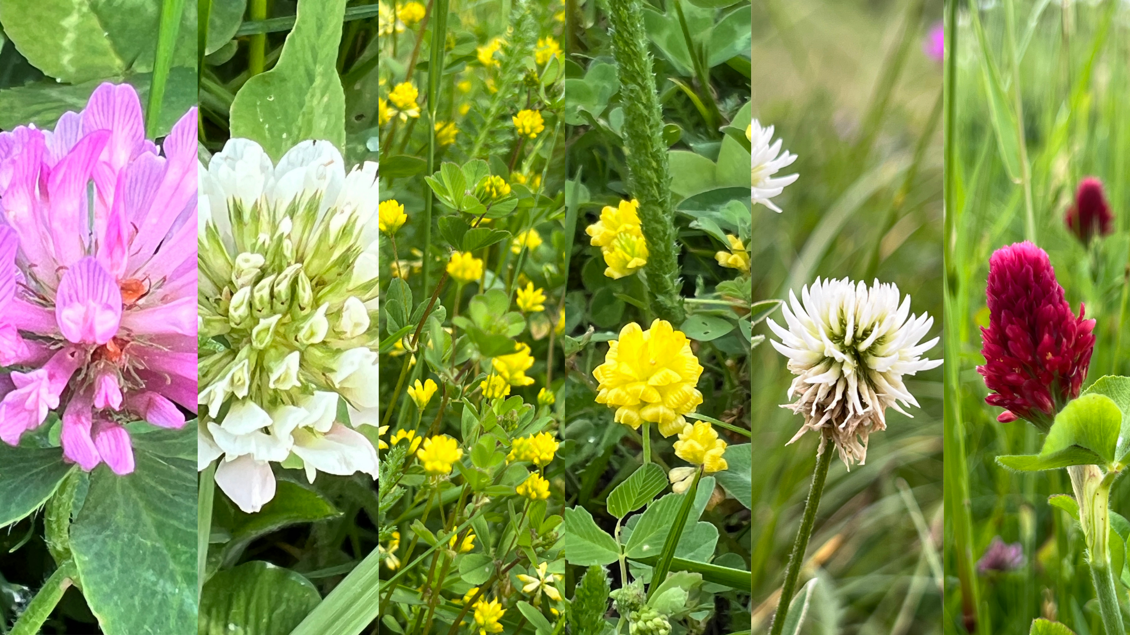 Kennst Du diesen Klee?  Flora Incognita | DE