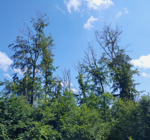 Das Bild zeigt eine Gruppe von Laubbäumen vor einem strahlend blauen Himmel mit ein paar kleinen, weißen Wolken. Die Bäume im Vordergrund sind dicht belaubt und grün, während die höheren Bäume im Hintergrund deutliche Schäden zeigen. Viele ihrer Äste sind kahl oder nur spärlich mit Blättern bedeckt. Einige Baumkronen wirken vertrocknet, mit abgestorbenen Ästen, die sich wie dunkle, knorrige Linien gegen den Himmel abzeichnen. Der Kontrast zwischen den lebendigen unteren Bäumen und den geschädigten oberen Bäumen ist deutlich sichtbar. Die Szene strahlt gleichzeitig Sommerstimmung und eine gewisse Trostlosigkeit aus.