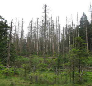 Das Bild zeigt einen Wald mit zahlreichen abgestorbenen Fichten. Die Bäume sind kahl, ihre Äste ragen wie knorrige Gerippe in den grauen Himmel. Viele Stämme haben braune oder graue Stellen, und an einigen Stellen scheint die Rinde abgeplatzt zu sein. Im Vordergrund wachsen junge, grüne Nadelbäume, die im Kontrast zu den toten Fichten dahinter stehen. Am Boden sind umgestürzte Bäume und Holzreste zu sehen. Die Stimmung wirkt trostlos, während sich der Schädlingsbefall und seine Folgen deutlich abzeichnen.