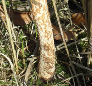 Das Bild zeigt den unteren Teil eines jungen Baumes oder Strauches, dessen Rinde stark beschädigt ist. Die Rinde ist in unregelmäßigen Mustern abgefressen, sodass das helle Holz darunter sichtbar wird. Am Boden liegen trockene Grashalme, Moos und braune Blätter.