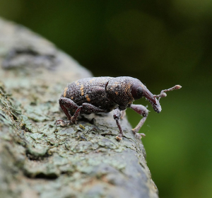 Das Bild zeigt einen Großen Braunen Rüsselkäfer (Hylobius abietis) auf der rauen Oberfläche eines Baumstamms oder Astes. Der Käfer hat einen länglichen, dunklen Körper mit feinen gelblichen Flecken auf den Flügeldecken. Besonders auffällig ist sein langer, nach vorne gebogener Rüssel, an dessen Ende kleine Fühler sitzen. Die sechs kräftigen Beine sind ebenfalls dunkel gefärbt und enden in kleinen Klauen, die ihm Halt auf der Rinde geben. Der Hintergrund ist unscharf und zeigt grünes Laub, was auf einen Wald oder eine baumreiche Umgebung hindeutet. Dieser Käfer ist ein bekannter Forstschädling, da seine Larven die Wurzeln junger Nadelbäume anfressen und die erwachsenen Käfer die Rinde der jungen Triebe schälen.