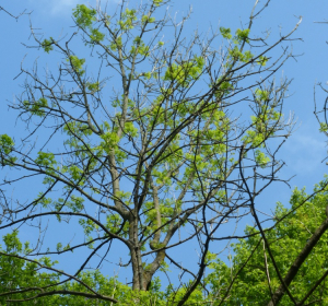 Das Bild zeigt eine Esche (Fraxinus excelsior), die deutlich sichtbare Symptome des Eschentriebsterbens aufweist. Die Baumkrone wirkt stark ausgedünnt, viele Äste sind kahl und tragen keine Blätter mehr. Nur vereinzelt sprießen junge Triebe, was auf einen verzögerten oder gestörten Austrieb hinweist. Das Schadbild ist typisch für die Infektion mit dem Pilz Hymenoscyphus fraxineus, der das Triebsterben verursacht. Besonders auffällig sind die abgestorbenen Zweige und das ungleichmäßige Blattwerk, das den Baum geschwächt und anfällig für weitere Schädlinge oder Krankheiten erscheinen lässt. Der Hintergrund zeigt einen blauen Himmel und gesunde, grüne Bäume, was den Kontrast zum geschädigten Baum noch verstärkt.