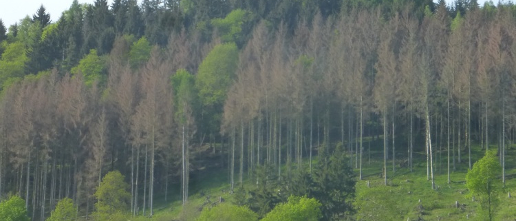 Das Bild zeigt einen Hang, der teils mit grünen Laubbäumen und teils mit Nadelbäumen bedeckt ist. Während die Laubbäume im unteren Bereich des Bildes frisch und lebendig wirken, sind viele der Nadelbäume weiter oben deutlich geschädigt — ihre Nadeln sind braun oder bereits abgefallen, sodass nur noch kahle, graue Stämme und Äste zu sehen sind. In einigen Bereichen sind Bäume gefällt worden, und die kahlen Flächen sind mit Baumstümpfen übersät. Der Himmel ist hell und leicht bewölkt. Die Landschaft vermittelt einen starken Kontrast zwischen den vitalen, grünen Bäumen und den sterbenden oder abgestorbenen Nadelbäumen.