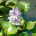 Pontederia crassipes, Tunga, Mumbai, India