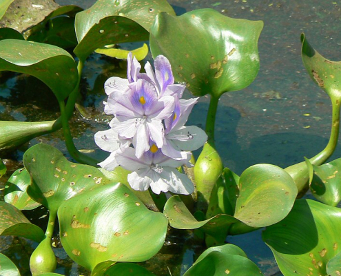 Pontederia crassipes, Tunga, Mumbai, India