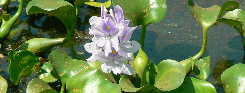 Pontederia crassipes, Tunga, Mumbai, India