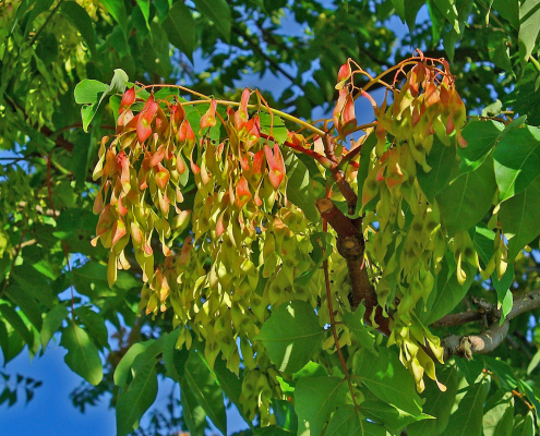 Ailanthus altissima,, Fruchtstand. Von H. Zell - Eigenes Werk, CC BY-SA 3.0, https://commons.wikimedia.org/w/index.php?curid=10860477