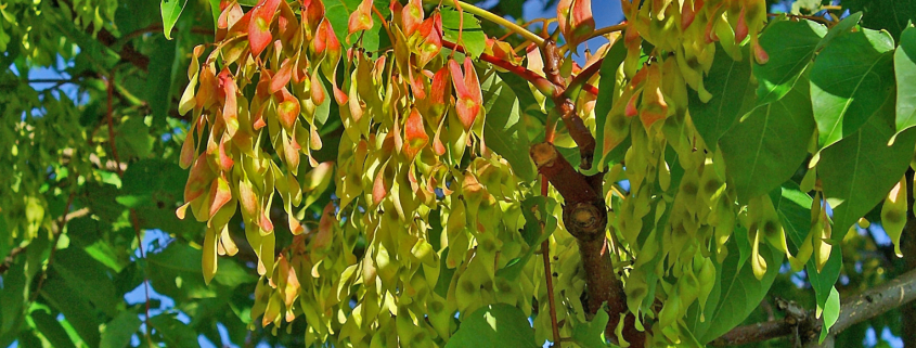 Ailanthus altissima,, Fruchtstand. Von H. Zell - Eigenes Werk, CC BY-SA 3.0, https://commons.wikimedia.org/w/index.php?curid=10860477
