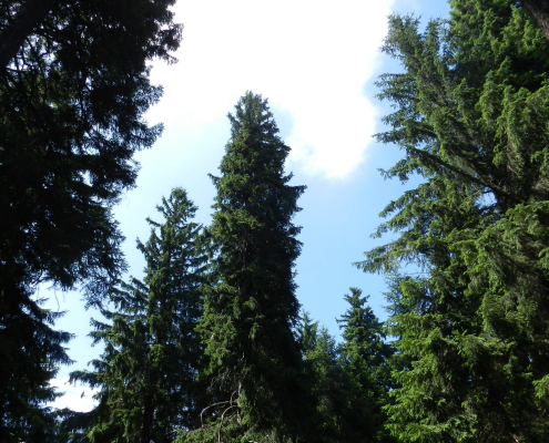 Oberhofer Schloßbergfichten, Thüringer Wald, Deutschland. Foto: Karina Kahlert, bearbeitet von Dr. Kevin Karbstein.
