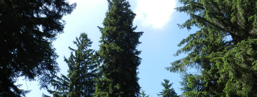 Oberhofer Schloßbergfichten, Thüringer Wald, Deutschland. Foto: Karina Kahlert, bearbeitet von Dr. Kevin Karbstein.