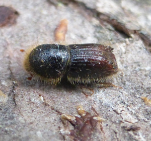 Buchdrucker (*Ips typographus*), ThüringenForst