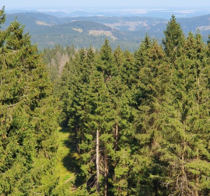 Aktueller Blick vom Finsterberger Köpfchen (875 m ü NN) auf den noch von Fichten dominierten Nordrand des Thüringer Waldes. Foto: Dr. Kevin Karbstein (24.08.2024)