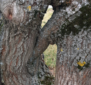 Zwei Elfenaugen an einem Feldahorn, ThüringenForst