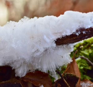 Haareis, ThüringenForst
