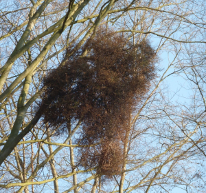 Hexenbesen an einer Buche im Winterzustand, ThüringenForst