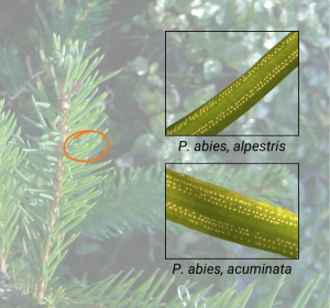 Unterschiede in den Spaltöffnungen (Stomata) des Nadelblattes. Die Hochlagentypen haben durchschnittlicher weniger Bänder und Spaltöffnungen. Foto Stomata (29/30.10.2015) und Fichte (27.10.2015) im Hintergrund: Dr. Kevin Karbstein. 