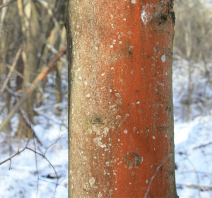 Grünalgen an einem jungen Ahorn, ThüringenForst