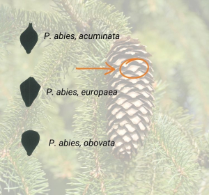 Fichte im Hintergrund: ezp via Getty Images; Foto Zapfenschuppen: Greger, O. (1992): Erfassung von Relikten des autochthonen Fichtenvorkommens im Hochharz. Aus dem Walde 44: S. 1–319, bearbeitet von Anke Bebber