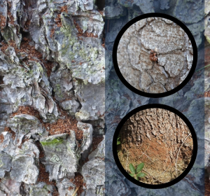 Bohrmehl auf Rindenschuppen (groß) und am Fuß eines Fichtenstamms (klein, unten), Bohrloch des Buchdruckers (klein, oben)