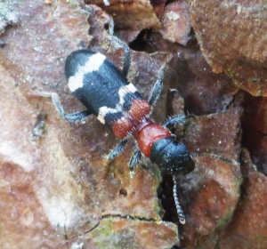 Ameisenbuntkäfer (*Thanasimus formicarius*)
