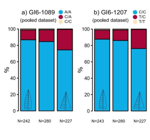 Balkendiagramme der Genotypenfrequenz (z.B. A/A) an zwei Stellen des Gigantea Gens (a GI6- 1089, b GI6-1207) für den (von links nach rechts) plattigen, intermediären (bürstigen) und kammartigen Fichtentyp. N repräsentiert die Stichprobenanzahl. Foto: Caré et al. (2020) 