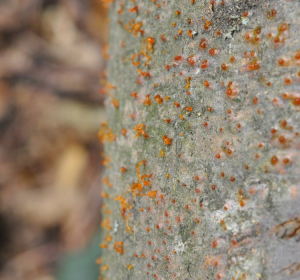 Sporenranken von Libertella faginea (Nebenfruchtform von Eutypella quaterna) an Rotbuche, ThüringenForst