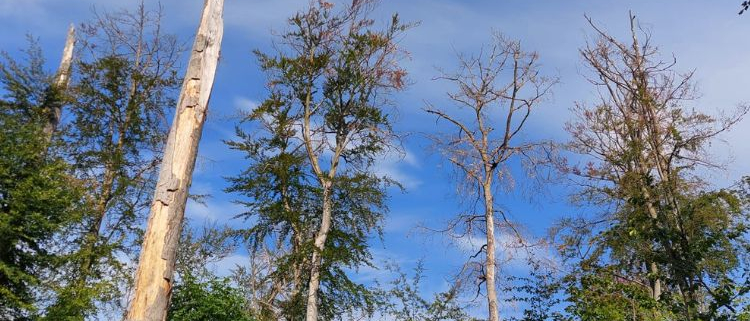 Stark geschädigter Rotbuchenbestand