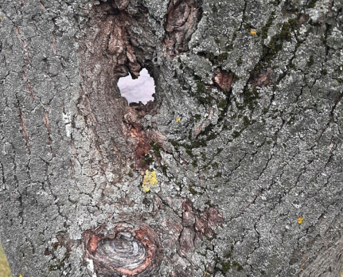 Herzförmiges Elfenauge, ThüringenForst