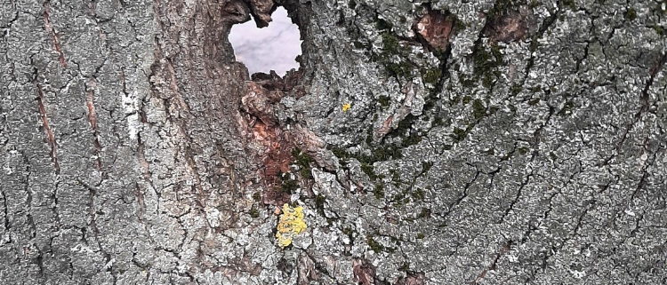 Herzförmiges Elfenauge, ThüringenForst