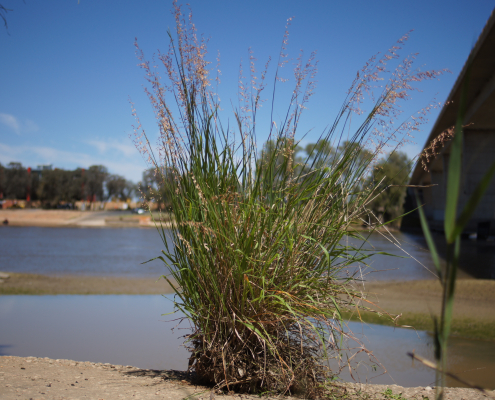 Ehrharta calycina, Mildura, Victoria, Australia