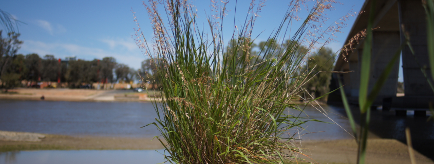 Ehrharta calycina, Mildura, Victoria, Australia