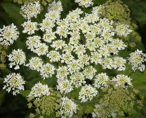 Heraclum persicum