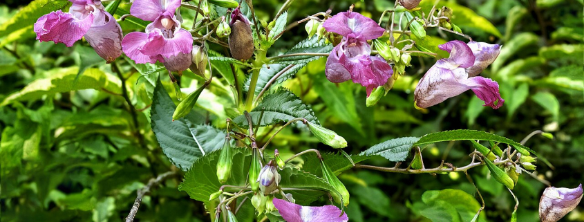 Drüsiges Springkraut