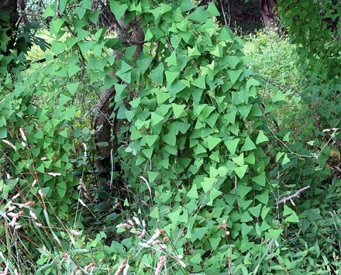 Persicaria perfoliata.
