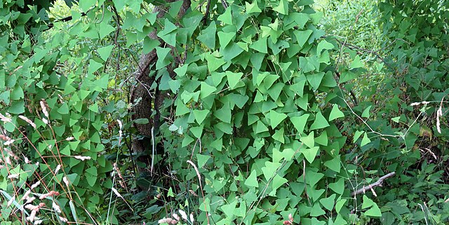 Persicaria perfoliata.