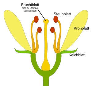 Bildnachweis: Bernd Otten, CC BY 4.0