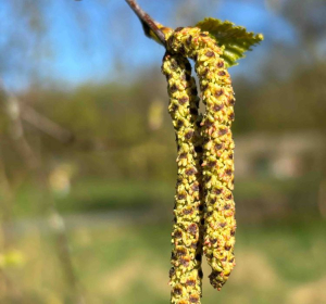 Betula pendula, Flora Capture
