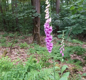 Digitalis purpurea, Martina Hartel