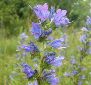 Echium vulgare, Martina Hartel