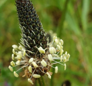 Plantago lanecolata, Martina Hartel