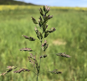 Poa pratensis, Michael Rzanny